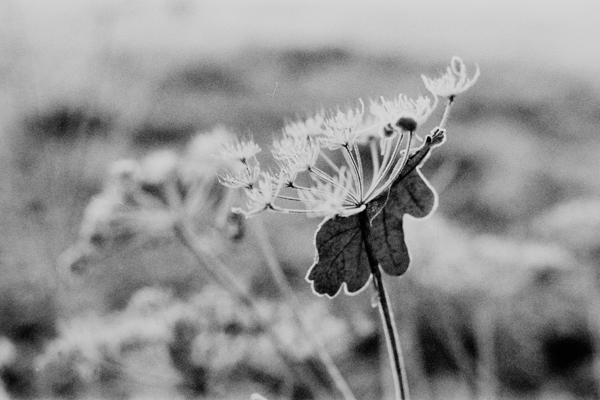 Fomapan 400 @320 ISO in FX-39II