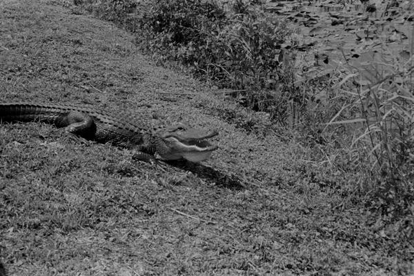 When you realize you’re not at the top of the food chain - Ilford FP4+