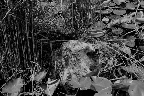 Kleiner Jäger, große Stille - Ilford FP4+