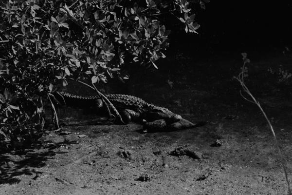 Florida, 1994 – Begegnung im Sumpf - Ilford FP4+