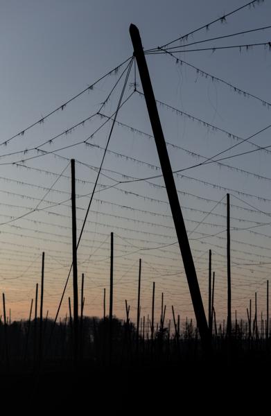 36/365 - Hopfengarten