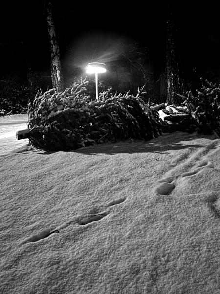 8/365 - Knut för julen ut