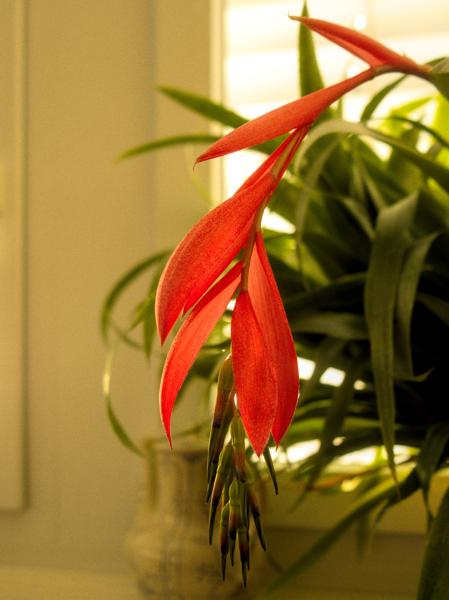 63/365 - Zimmerpflanze