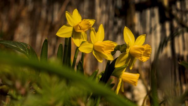 65/365 - Die Narzissten