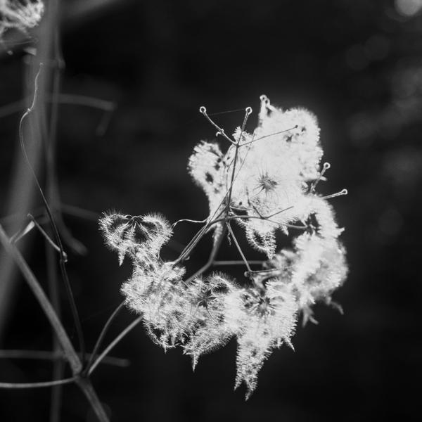 67/365 - Old Man’s Beard
